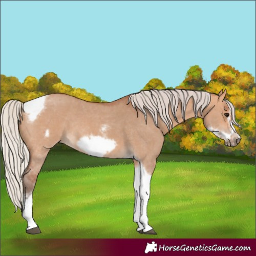 Horse Color:Silver Bay Dun Sabino Tobiano Frame Rabicano 