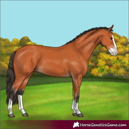Horse Color:Bay Splash 