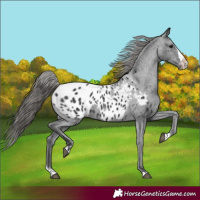 Horse Color:Black Splash Appaloosa 