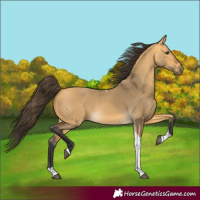 Horse Color:Buckskin Dun Tobiano