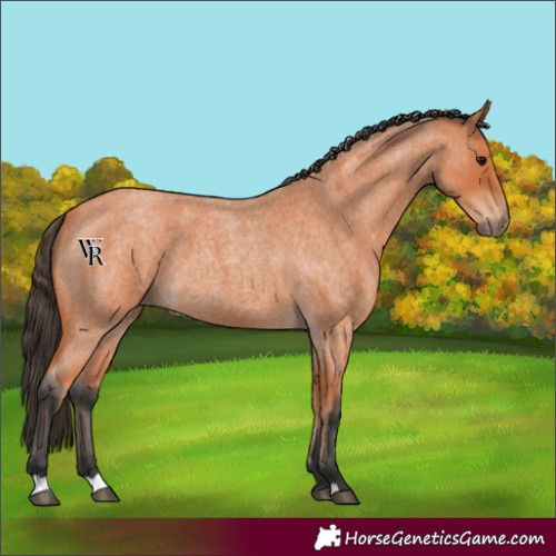 Horse Color:Bay Roan 