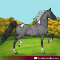 Horse Color:Blue Roan Tobiano 