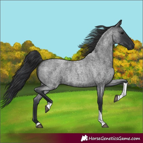 Horse Color:Blue Roan Tobiano 