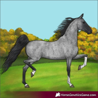 Horse Color:Blue Roan Tobiano 