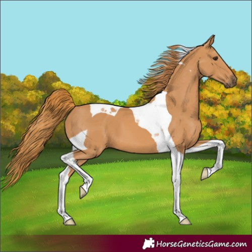 Horse Color:Chestnut Tobiano