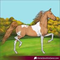 Horse Color:Chestnut Tobiano 