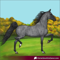 Horse Color:Blue Roan 