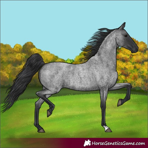 Horse Color:Blue Roan 