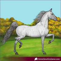 Horse Color:Blue Roan Appaloosa 