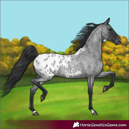 Horse Color:Blue Roan Appaloosa 