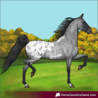 Horse Color:Blue Roan Appaloosa 