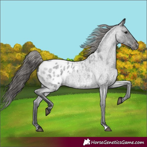 Horse Color:Blue Roan Appaloosa