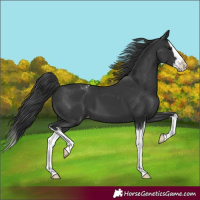 Horse Color:Black Splash Appaloosa 