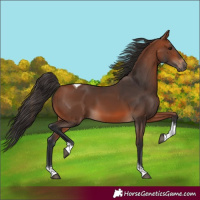 Horse Color:Bay Tobiano 
