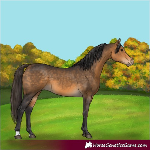 Horse Color:Buckskin 