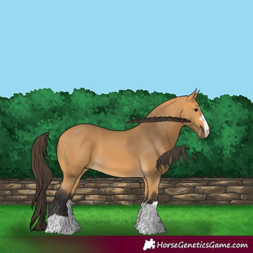 Horse Color:Buckskin 