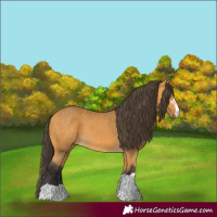 Horse Color:Buckskin 