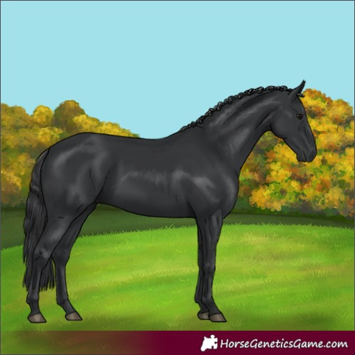 Horse Color:Black 