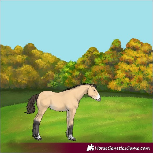 Horse Color:Unknown 