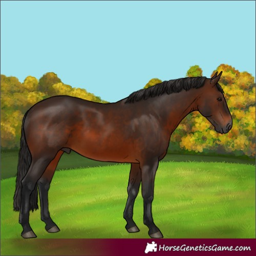 Horse Color:Gray Bay 
