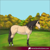 Horse Color:Buckskin 