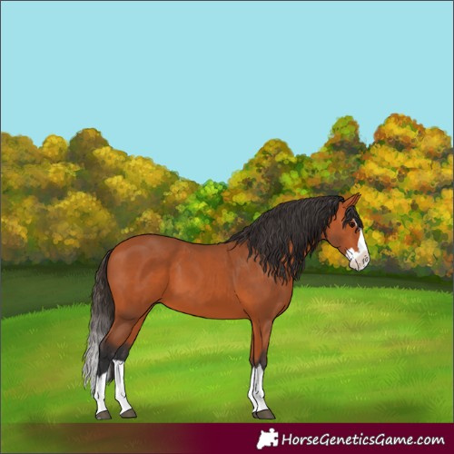 Horse Color:Bay Splash 