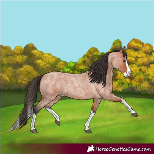 Horse Color:Bay Roan Splash 