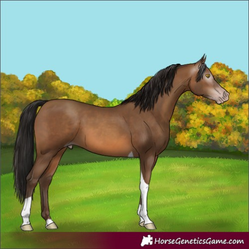 Horse Color:Gray Amber Champagne Tobiano