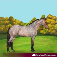 Horse Color:Bay Roan 