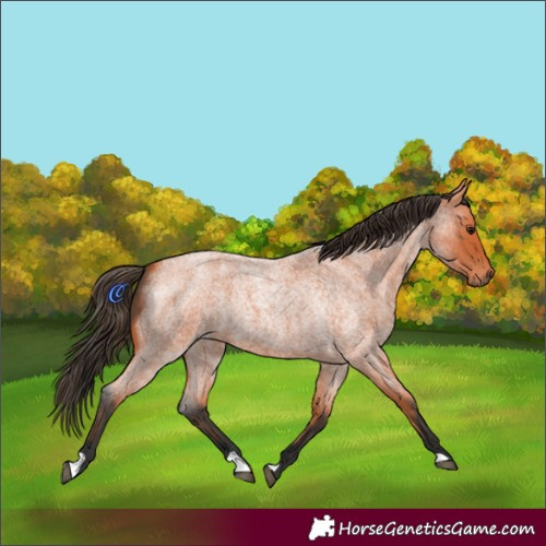 Horse Color:Bay Roan 