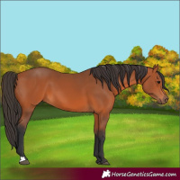 Horse Color:Bay 
