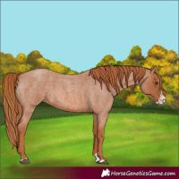 Horse Color:Red Roan Splash