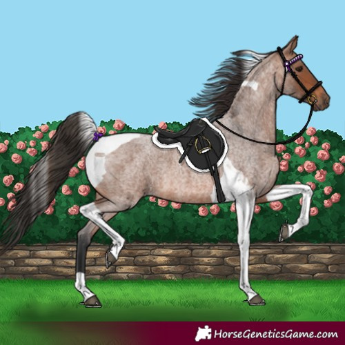 Horse Color:Bay Roan Tobiano 