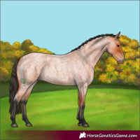 Horse Color:Bay Roan 