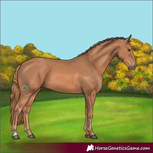 Horse Color:Chestnut 