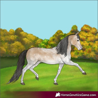 Horse Color:Gray White Spotted Bay Dun