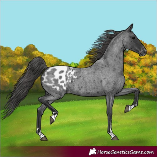 Horse Color:Blue Roan Appaloosa