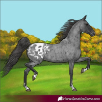 Horse Color:Blue Roan Appaloosa 