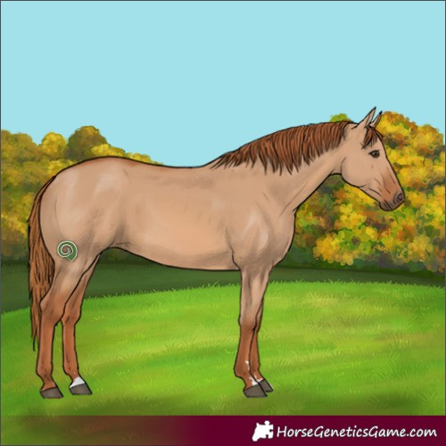 Horse Color:Red Dun 
