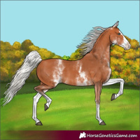 Horse Color:White Spotted Silver Bay Splash