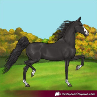 Horse Color:Smoky Black 