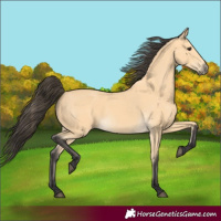 Horse Color:Buckskin 