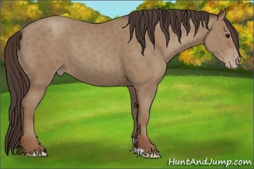 Horse Color:Classic Champagne