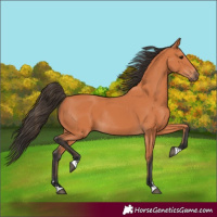 Horse Color:Bay Rabicano 