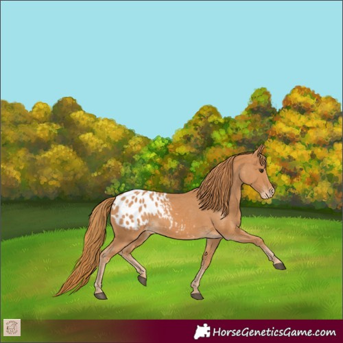 Horse Color:Chestnut Appaloosa 