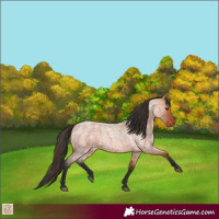 Horse Color:Bay Roan 