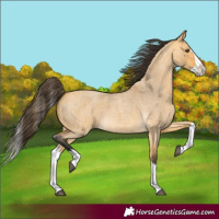 Horse Color:Buckskin Roan Dun Splash 