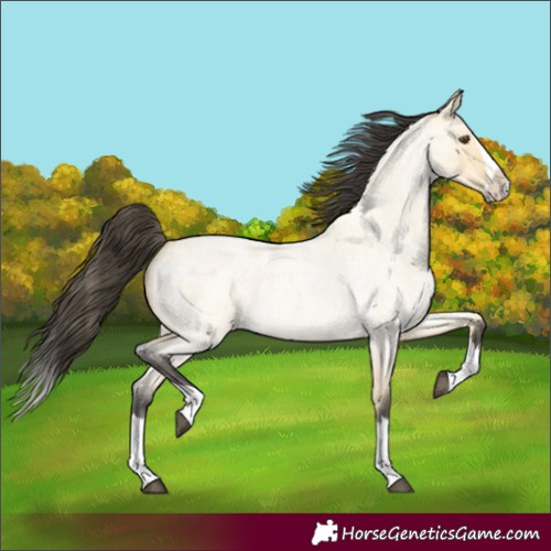 Horse Color:Buckskin Roan Dun Splash 