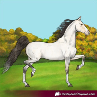 Horse Color:Buckskin Roan Dun Splash 