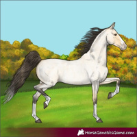 Horse Color:Buckskin Roan Dun Splash 